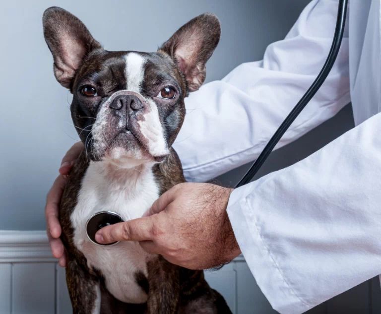 pies z przyłożonym stetoskopem